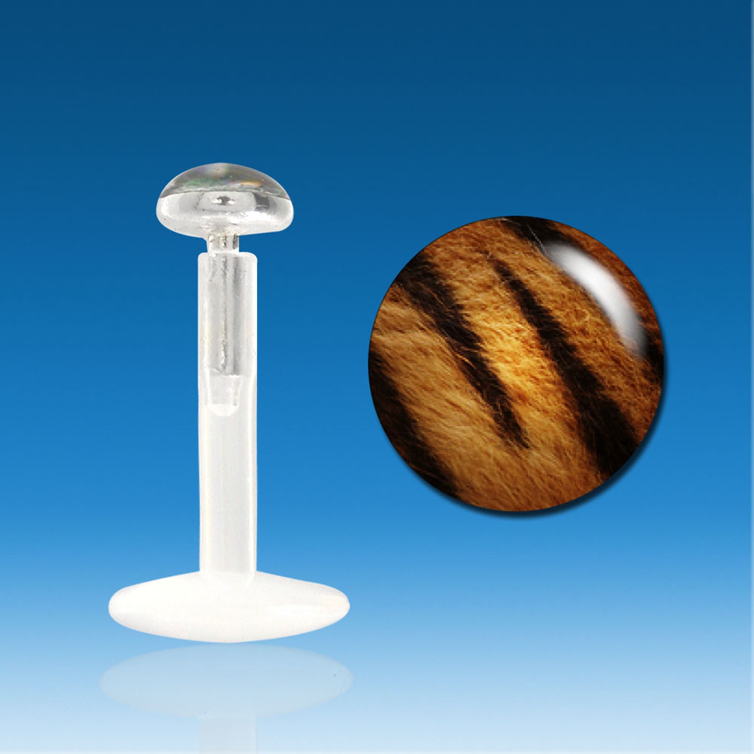 Labreta tygrovaná PLA00203